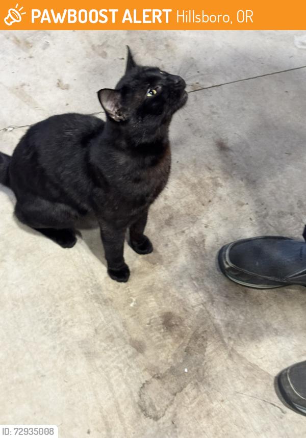 Found/Stray Male Cat last seen SE Brookwood and SE Montego Dr, Hillsboro, OR 97123