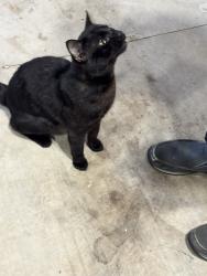 Found/Stray Male Cat last seen SE Brookwood and SE Montego Dr, Hillsboro, OR 97123