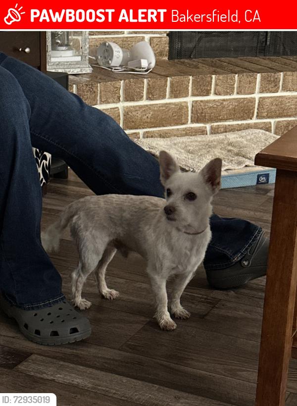 Lost Male Dog last seen Bennington way, Bakersfield, CA 93309