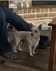Lost Male Dog last seen Bennington way, Bakersfield, CA 93309