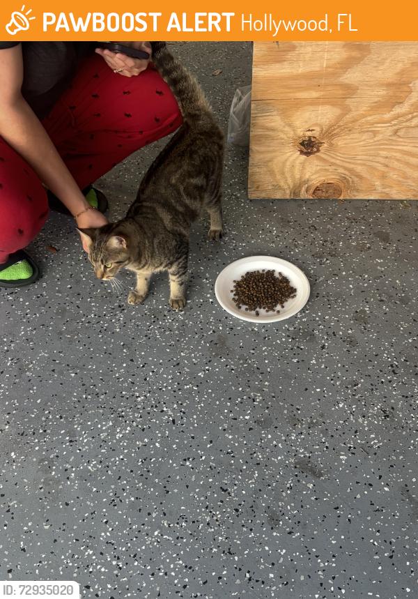 Found/Stray Unknown Cat last seen Thomas and 56 , Hollywood, FL 33021
