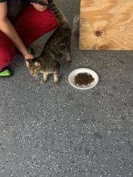 Found/Stray Unknown Cat last seen Thomas and 56 , Hollywood, FL 33021