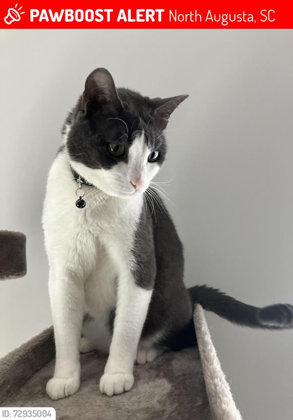 Lost Male Cat last seen Near Rachel Br, North Augusta, SC 29841