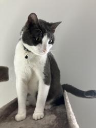 Lost Male Cat last seen Near Rachel Br, North Augusta, SC 29841