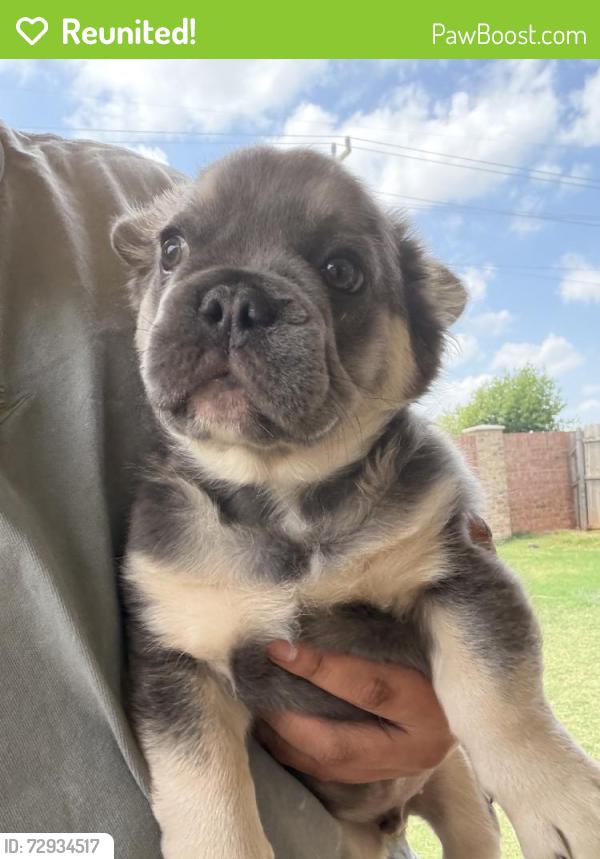 Reunited Male Dog last seen Oklahoma City, OK, USA, Oklahoma City, OK 73102