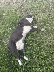 Found/Stray Unknown Cat last seen Frazho and Grosbeck, Warren, MI 48089