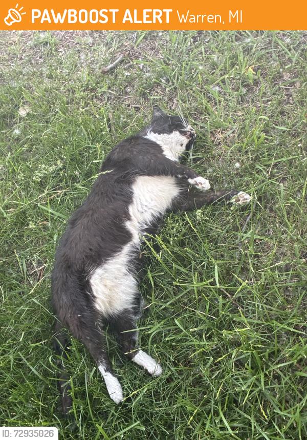 Found/Stray Unknown Cat last seen Frazho and Grosbeck, Warren, MI 48089