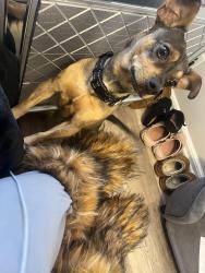 Reunited Male Dog last seen McGuffey road Columbus Ohio 43211, Columbus, OH 43211