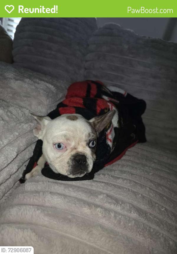 Reunited Unknown Dog last seen Bell Farms, Lubbock, TX 79423