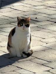 Lost Female Cat last seen Near rd and 1150 rd , Lawrence, KS 66046