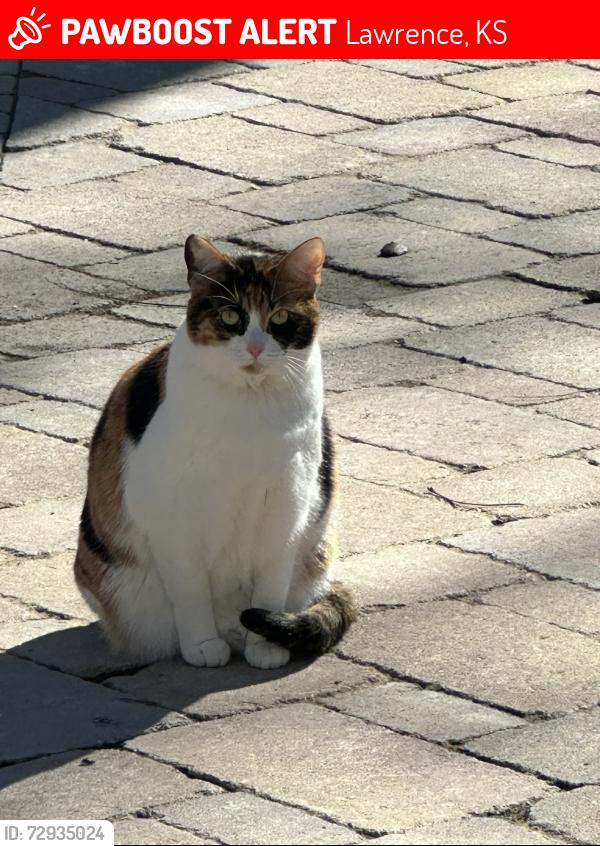 Lost Female Cat last seen Near rd and 1150 rd , Lawrence, KS 66046