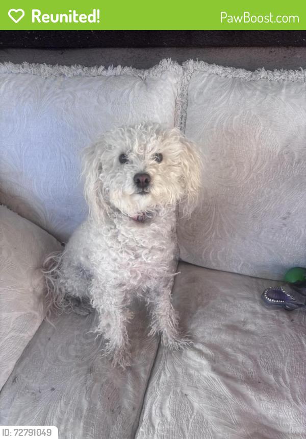 Reunited Female Dog last seen Near Wellington Dr Palmdale ca 93551, Palmdale, CA 93551