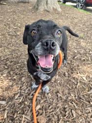 Shelter Stray Male Dog last seen CASTLEWOOD STATE PARK,63021, Olivette, MO 63132