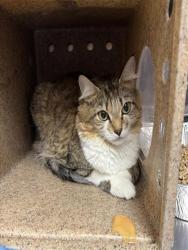 Shelter Stray Female Cat last seen Near BLOCK MURPHY LN, Watterson Park, KY 40218