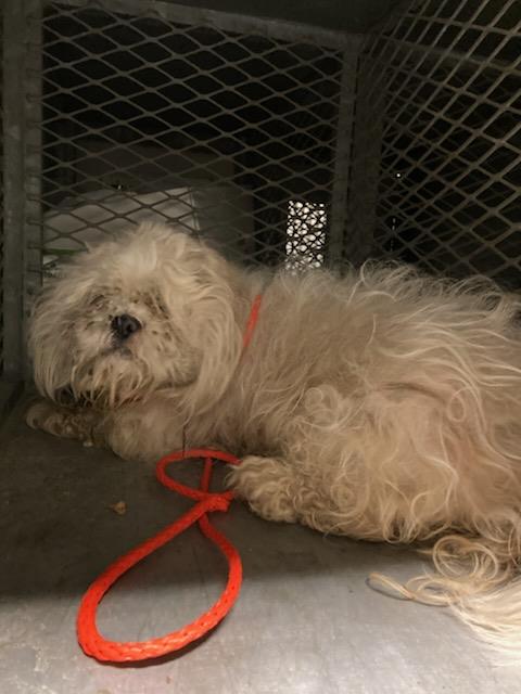 Shelter Stray Female Dog last seen Near BLOCK WESTPORT COVE,63146, Olivette, MO 63132