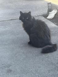 Found/Stray Unknown Cat last seen Near Reedville elementary school , Aloha, OR 97003