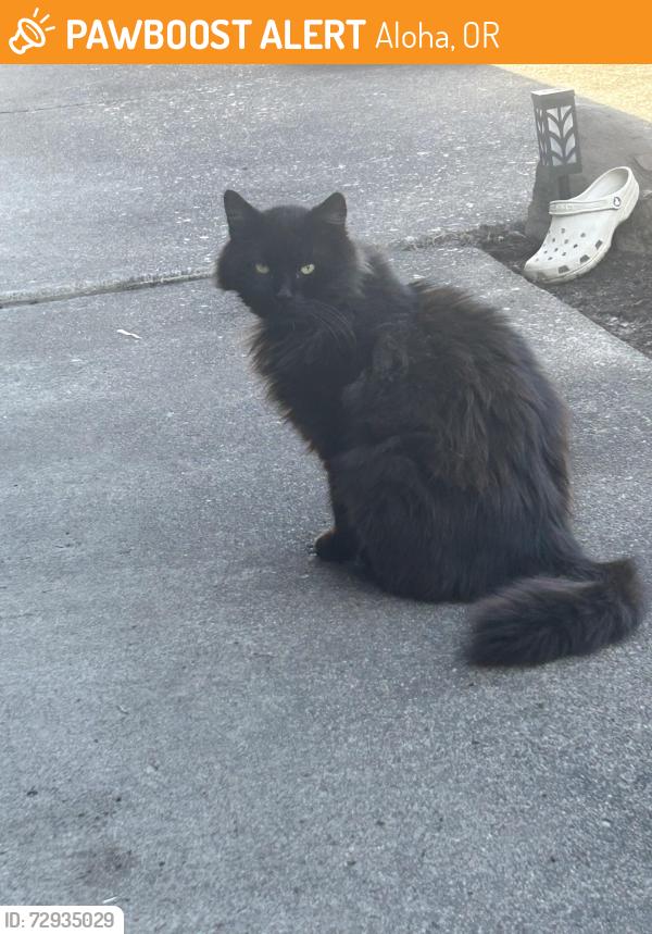 Found/Stray Unknown Cat last seen Near Reedville elementary school , Aloha, OR 97003