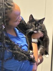 Reunited Male Cat last seen Valley Creek Drive , Boiling Springs, SC 29316