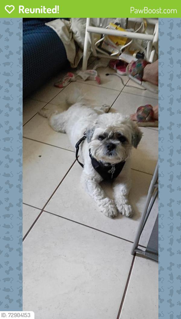 Reunited Male Dog last seen Near 88th Ave, Treasure Island, FL, Treasure Island, FL 33706