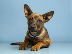 Shelter Stray Male Dog last seen 91ST AVE AND NOTHERN, Phoenix, AZ 85008