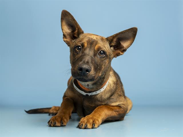 Shelter Stray Male Dog last seen 91ST AVE AND NOTHERN, Phoenix, AZ 85008