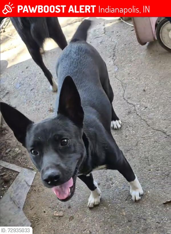 Lost Female Dog last seen Tibbs Ave and Michigan St, Indianapolis, IN 46222