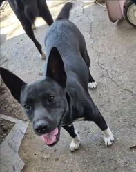 Lost Female Dog last seen Tibbs Ave and Michigan St, Indianapolis, IN 46222