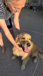 Lost Female Dog last seen Queens Ferry & Falkirk, Dallas,TX, Dallas, TX 75248