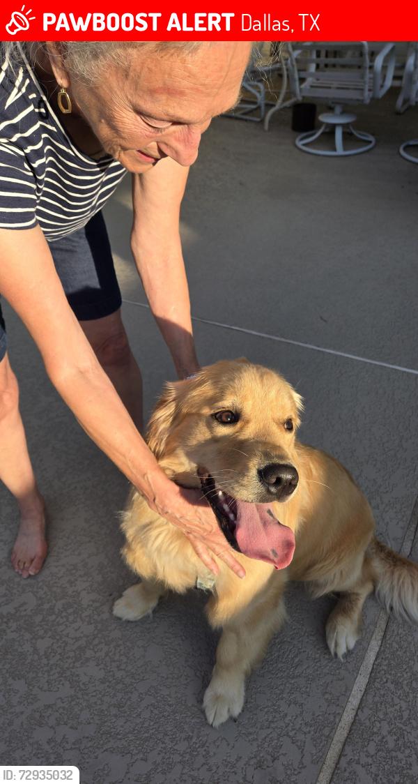 Lost Female Dog last seen Queens Ferry & Falkirk, Dallas,TX, Dallas, TX 75248