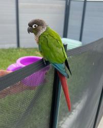 Found/Stray Unknown Bird last seen Osceola pkwy , Buena Ventura Lakes, FL 34743