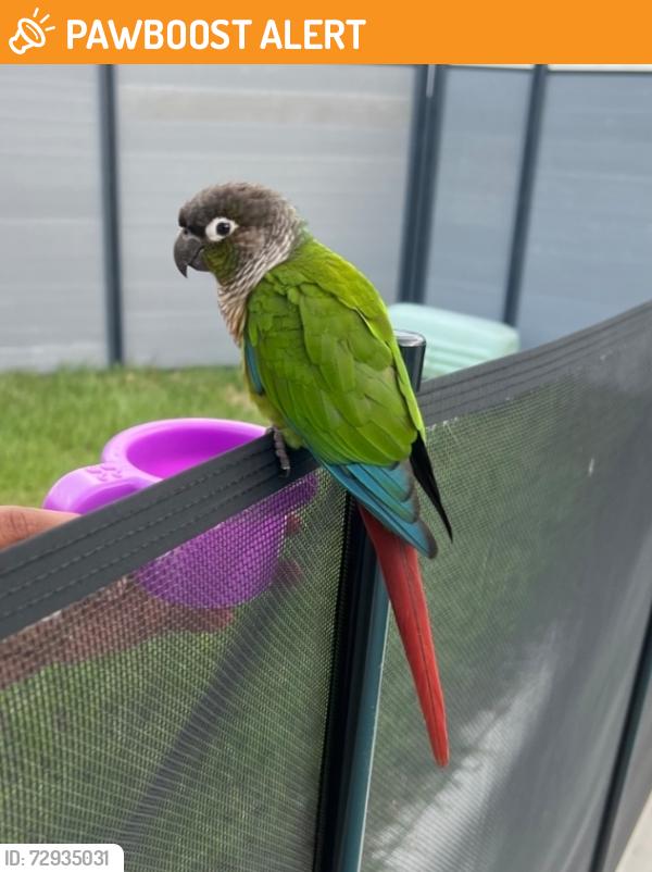 Found/Stray Unknown Bird last seen Osceola pkwy , Buena Ventura Lakes, FL 34743