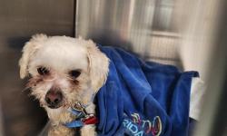 Shelter Stray Female Dog last seen W ALAMEDA ST / SILER RD SANTA FE NM 87505, Santa Fe, NM 87507