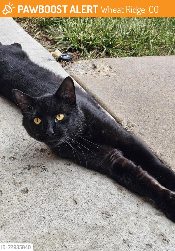 Found/Stray Unknown Cat last seen 44th and Kipling , Wheat Ridge, CO 80033