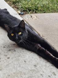 Found/Stray Unknown Cat last seen 44th and Kipling , Wheat Ridge, CO 80033