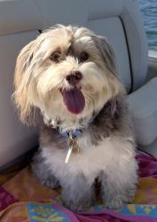 Reunited Male Dog last seen Las Calinas Blvd, St. Augustine, FL 32095
