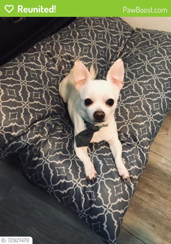 Reunited Male Dog last seen Near High Meadows Dr., Alvarado TX in the backyard, Alvarado, TX 76009