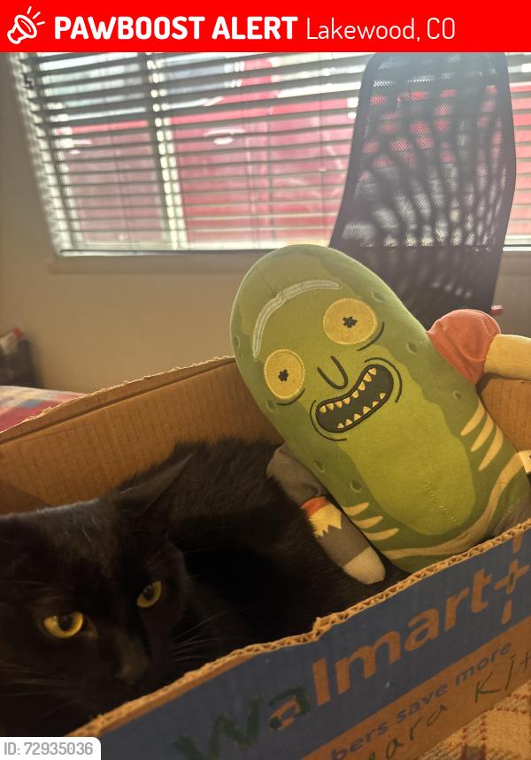Lost Female Cat last seen Near w sixth avenue, Lakewood, CO 80214