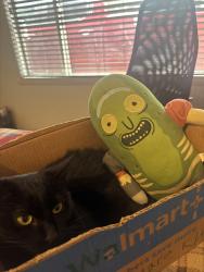 Lost Female Cat last seen Near w sixth avenue , Lakewood, CO 80214