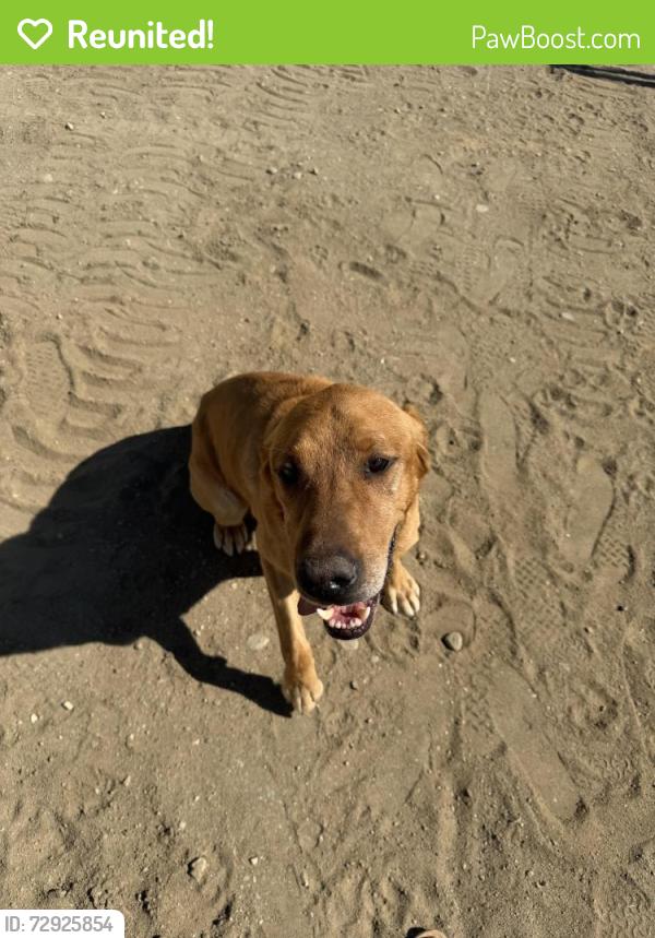 Reunited Male Dog last seen By Johnson rd , Phelan, CA 92371