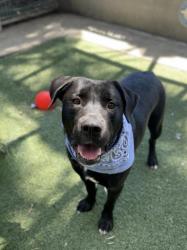 Shelter Stray Male Dog last seen , San Pedro, CA 90731