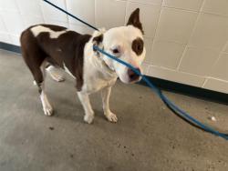 Shelter Stray Male Dog last seen FORESTHILL RD, Auburn, CA 95603