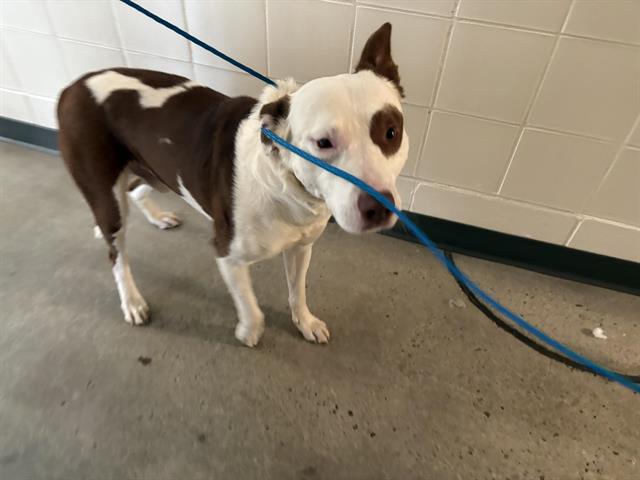Shelter Stray Male Dog last seen FORESTHILL RD, Auburn, CA 95603