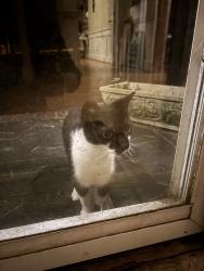 Reunited Unknown Cat last seen Waterman Dr, Raleigh, NC 27614, USA, Raleigh, NC 27614
