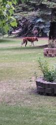 Found/Stray Male Dog last seen Near County Road K Swanton, Swanton, OH 43558