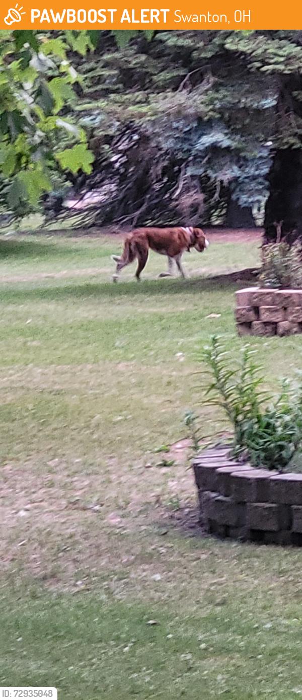 Found/Stray Male Dog last seen Near County Road K Swanton, Swanton, OH 43558