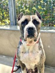 Shelter Stray Female Dog last seen , San Pedro, CA 90731