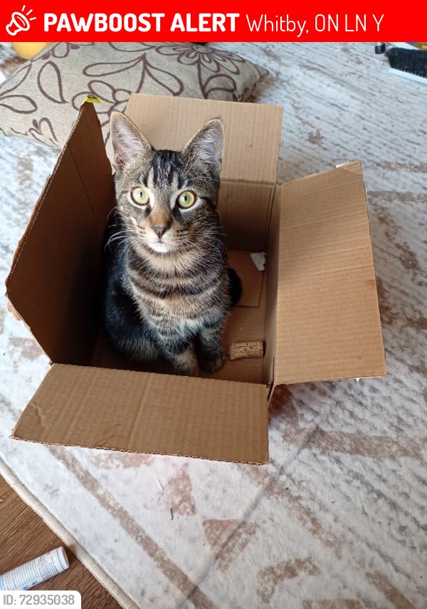 Lost Male Cat last seen garden and bradley, Whitby, ON L1N 6Y8