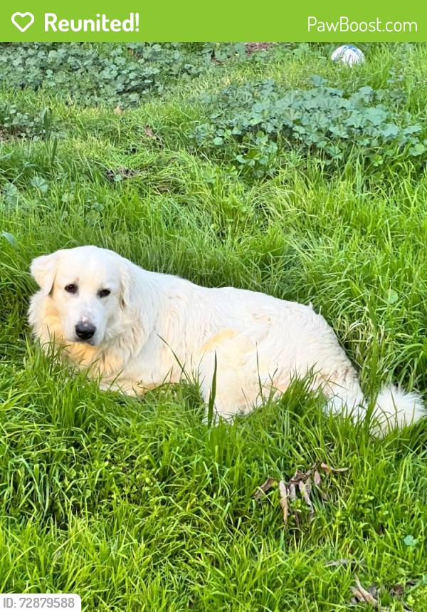 Reunited Male Dog last seen Near bogart drive Bakersfield ca, Tustin, CA 92780