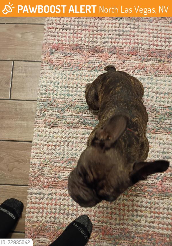 Found/Stray Female Dog last seen Martin Luther King Blvd, North Las Vegas, NV 89032