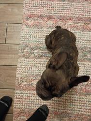 Found/Stray Female Dog last seen Martin Luther King Blvd, North Las Vegas, NV 89032
